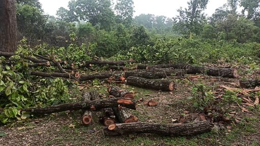 अदालत ने कहा कि सरकार की तरफ से एक एफिडेविट पेश किया गया। जिसमें कहा गया था कि उन्होंने केवल 25 पेड़ काटे हैं।