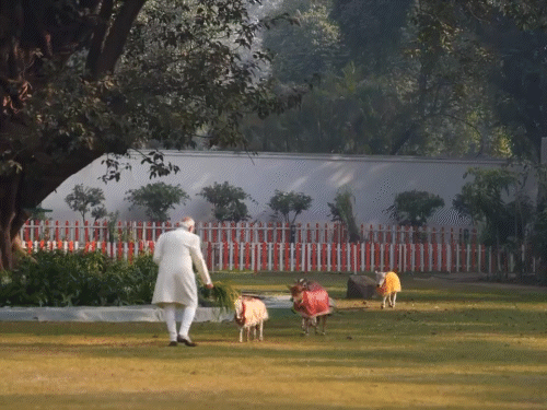 PM आवास पर दुर्लभ पुंगनूर नस्ल की छोटी-छोटी गायें हैं, जिन्हें मोदी हर साल मकर संक्रांति पर खिली धूप में हरा चारा खिलाते हैं।