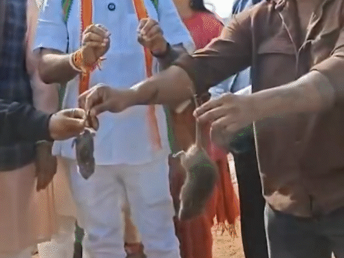 बस्तर के धान खरीदी केंद्र में पीसीसी चीफ दीपक बैज ने मरा चूहा दिखाया।