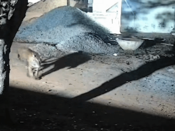 Satna Tiger Sighting | CCTV Footage Captures Prowl Near Sarbhang Muni Ashram