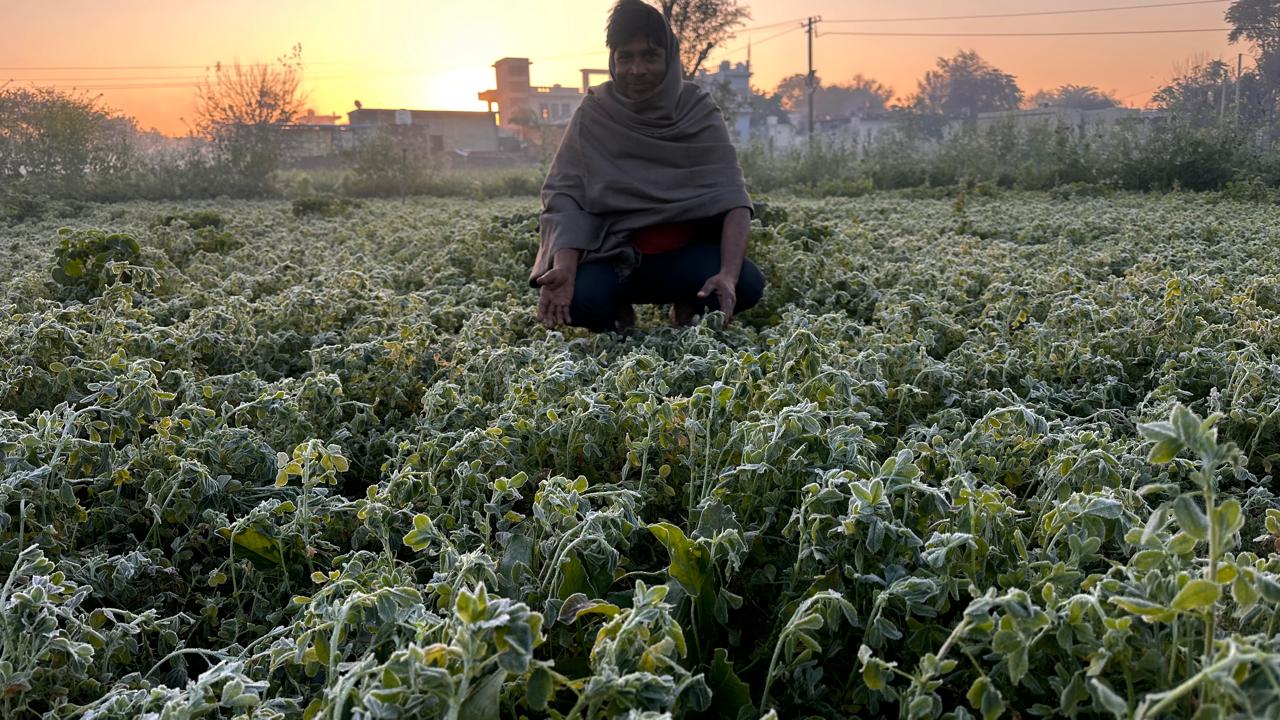 दो दिन की राहत के बाद बुधवार रात से फिर सर्दी तेज हो गई है। सीकर के फतेहपुर में बुधवार को न्यूनतम तापमान 0.2 डिग्री रहा।