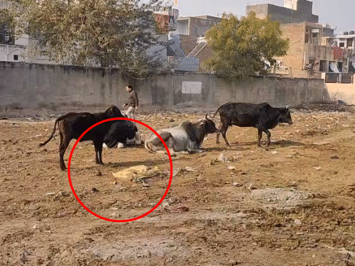 हिसार के पटेल नगर में अवैध बाड़े बनाकर रखे पशु व साथ में कट्टों में मृत पशु। - Dainik Bhaskar