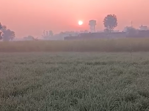 अलवर में शुक्रवार सुबह हल्का कोहरा भी रहा। यहां खेतों में बर्फ भी जमी नजर आई।