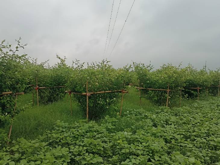 किसान ने अपने खेत में फलों का बाग लगाया है।