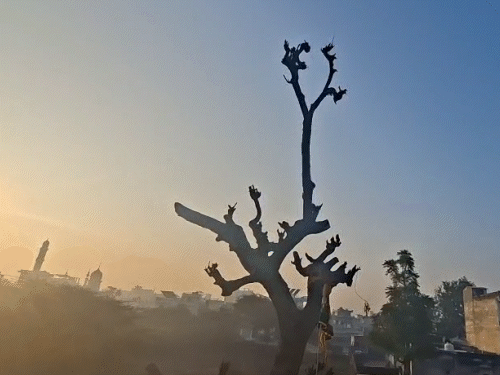 सीकर में शुक्रवार को मौसम साफ रहा। हालांकि, शीतलहर के कारण गलन भरी सर्दी का एहसास हुआ।