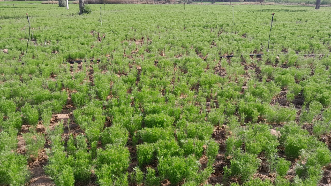 जीरे की फसल को लेकर काजरी ने विशेष सलाह जारी की है।