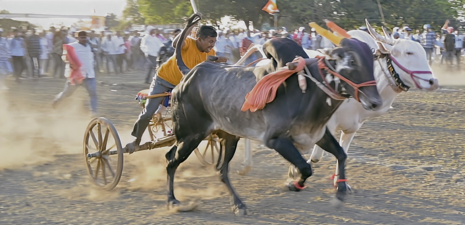 हरदा: बैलगाड़ी दौड़ प्रतियोगिता में राजू जेवलया और अभिषेक बाता बने विजेता