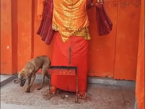 Bijnor Dog Temple Parikrama: Miracle Draws Huge Crowds