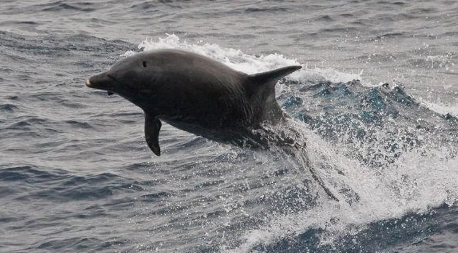 पर्यावरण, वन और जलवायु परिवर्तन मंत्रालय ने बताया कि प्रोजेक्ट डॉल्फिन के तहत ये सर्वे दो फेज में किया जाएगा।