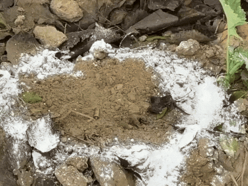 बदमाशों से मिली पिस्टल।