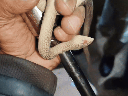 एक बच्चे के पास डेढ़ फिट लम्बा रबर का सांप मिला।