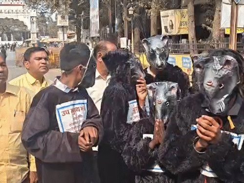 सरकारी गोदामों से धान गायब होने के मामले को लेकर कांग्रेस ने चूहों की बारात निकाली।