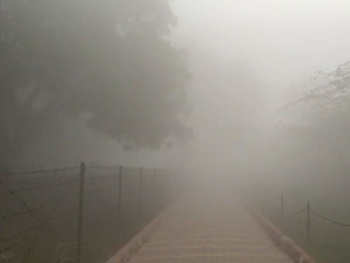 उत्तर प्रदेश मे आगरा में गुरुवार को भी घना कोहरा छाया रहा। फोटो ताज व्यू पॉइंट की है।