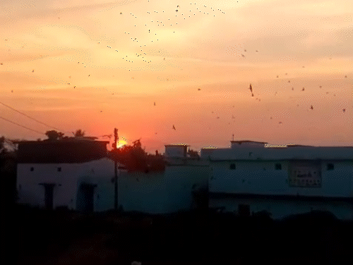 खास बात यह है कि यह पक्षी उड़ान के दौरान ही आराम, प्रजनन और नींद भी पूरी कर लेती हैं