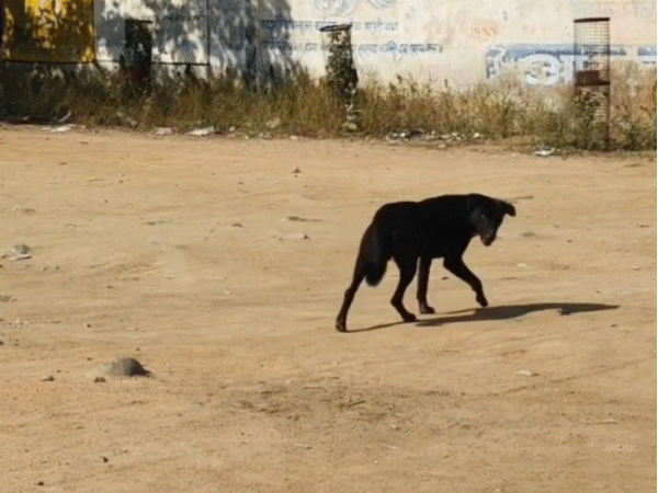छतरपुर में एक आदेश जारी कर प्राचार्यों की कुत्ता भगाने के लिए ड्यूटी लगाई गई है।