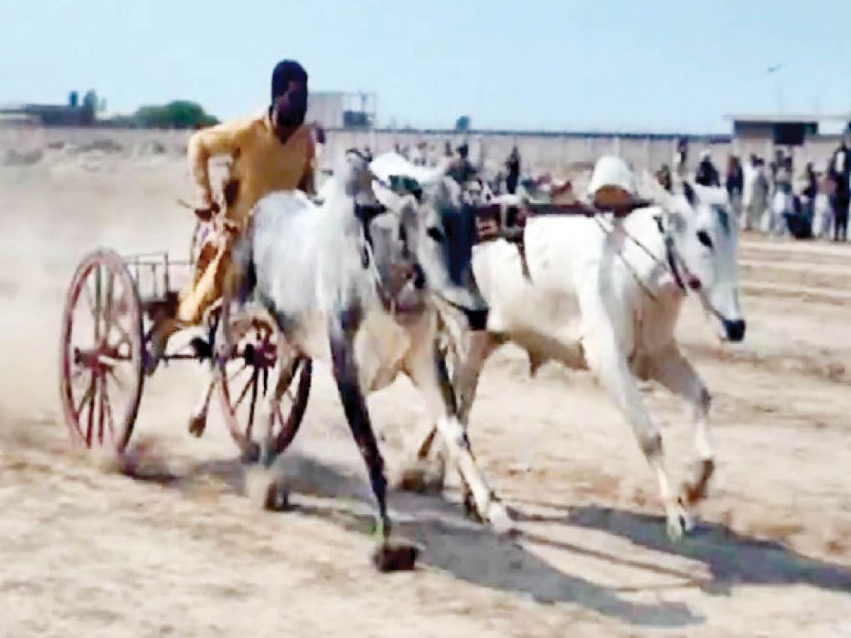 टाइम ट्रायल रेस में हिस्सा लेते हुए बैलगाड़ी। फाइल फोटो