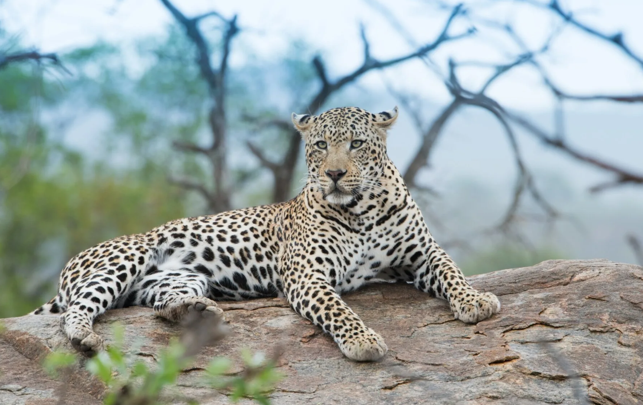 कुंभलगढ़ अभयारण्‍य में तेंदुआ, धारीदार लकड़बग्घा, जंगली बिल्ली, भारतीय पैंगोलिन, नीलगाय और चिंकारा जैसे जानवर पाए जाते हैं।