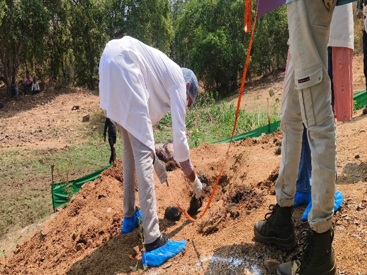 भालू के कटे पंजे मिले थे।