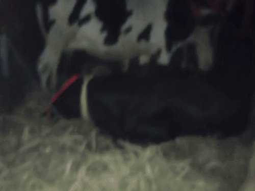 गायों से भरा ट्रक। - Dainik Bhaskar