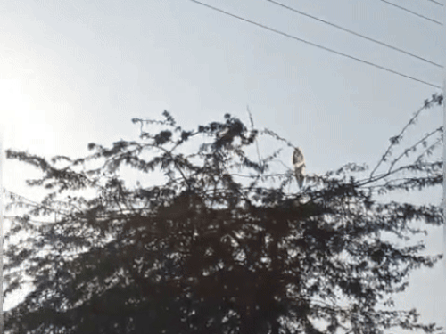 जैसलमेर में आज मावठ की आशंका:  कड़ाके की ठंड पर लगा ब्रेक, रात के पारे में 3 डिग्री का उछाल – Jaisalmer News