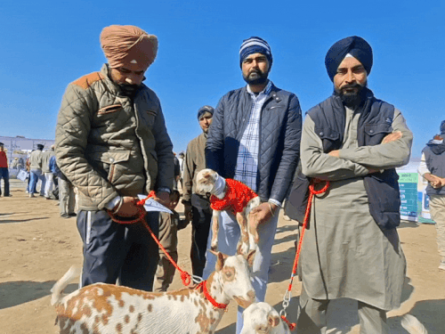 मेले में बकरियां लेकर आए किसान।
