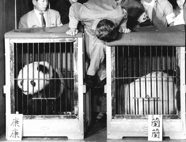 अक्टूबर 1972 की इस फोटो में चीन द्वारा जापान भेजे गए जाइंट पांडा कांग कांग (बाएं) और लैन लैन दिखाई दे रहे हैं।