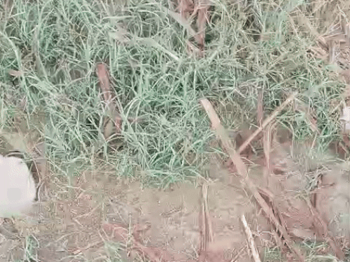 भिवानी में राजस्थान से लगते लोहारू में मौसम साफ है। सुबह थोड़ा पाला जमा मिला। शीतलहर ने ठंड बढ़ा दी है।