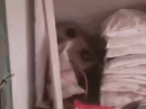 जम्मू-कश्मीर पुलिस ने हरियाणा के फतेहपुरतगा के कमरे से 2558 किलो यूरिया की कई बोरियां जब्त की थीं।