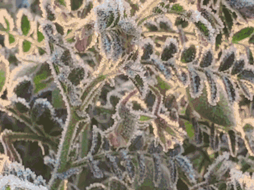 रविवार को सीकर में फसलों, खुले में रखी गाड़ियों पर बर्फ जम गई थी।