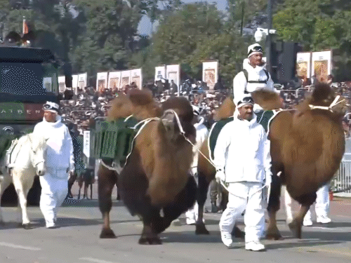 एनिमल कंटिन्मेंट की परेड में शामिल बैक्ट्रियन ऊंट, जांस्कर टट्टू और काला चील। ये सीमा पर तैनात गुमनाम नायकों की भूमिका-बलिदान को बताते हैं।