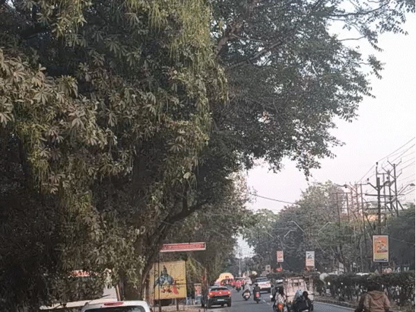 MP Cities: Conocarpus & Saptaparni Trees Labeled Health Risks; Order ...