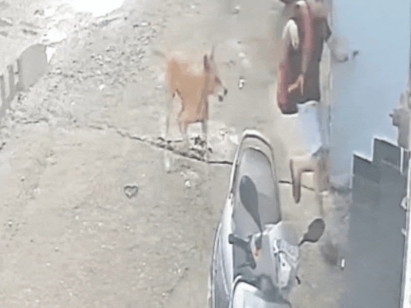 झुंझुनूं में बच्चे को काटने के लिए उसका पीछा करता कुत्तों का झुंड