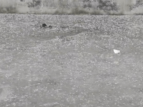 भिवानी में होती जबरदस्त ओलावृष्टि।