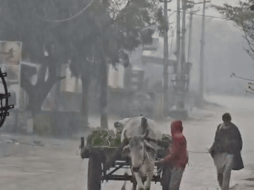 सोनीपत में तेज बारिश में खेतों से चारा लाते किसान।