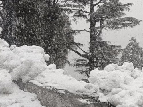 उत्तराखंड के चकराता में भारी बर्फबारी हुई।