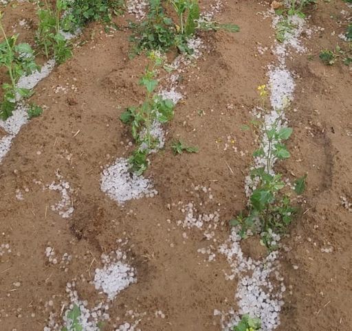 भिवानी में सरसों के खेत में हुई ओलावृष्टि। कृषि वैज्ञानिकों के मुताबिक, इससे फसल को नुकसान होगा। अचानक हुई इस ओलावृष्टि से किसानों की चिंता बढ़ गई है।