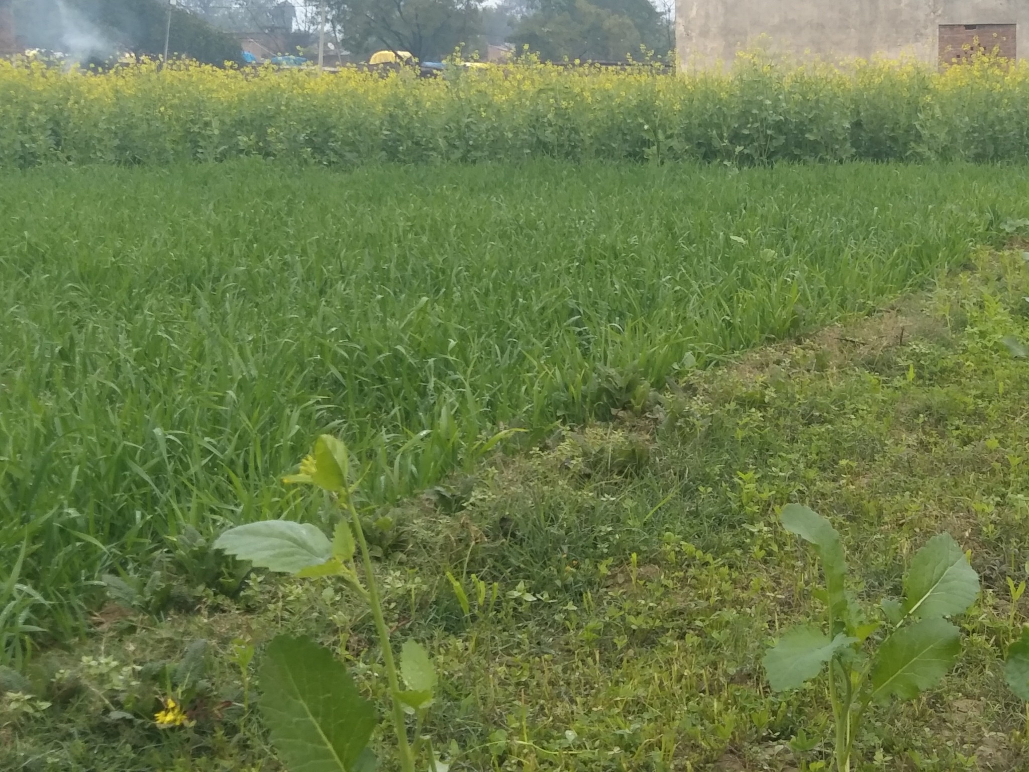 Mansara Unseasonal Rain: Wheat Benefits, Mustard-Potato-Pea Damaged ...
