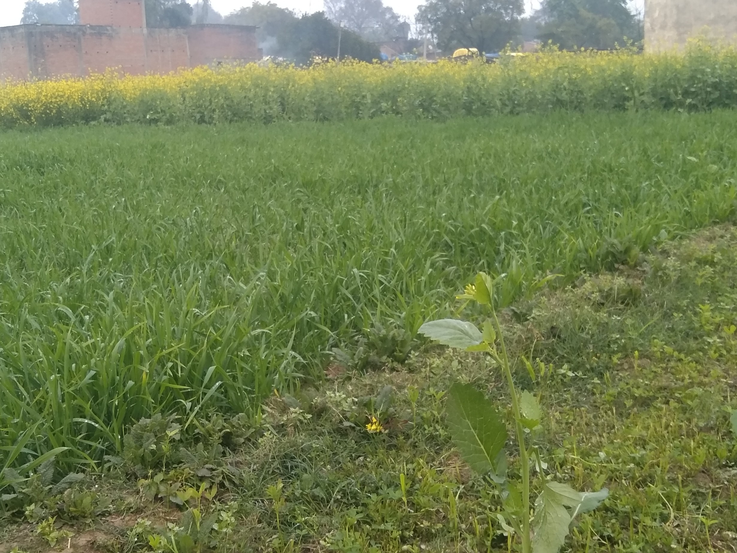 Mansara Unseasonal Rain: Wheat Benefits, Mustard-Potato-Pea Damaged ...