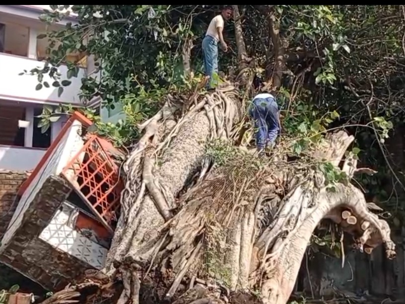 हनुमान मंदिर पर गिरा विशाल बरगद, 200 साल पुरानी मूर्ति क्षतिग्रस्त