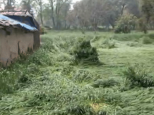 गुना में गेहूं की फसल बारिश के कारण बिछ गई है।