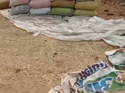 कुछ धान की बोरियां किसान के घर के बाहर रखी हुई है।