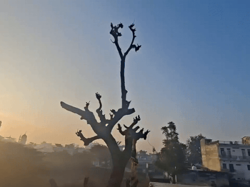 सीकर समेत पूरे शेखावाटी अंचल में इन दिनों बर्फीली हवाओं के साथ कड़ाके की सर्दी का असर लगातार बना हुआ है।