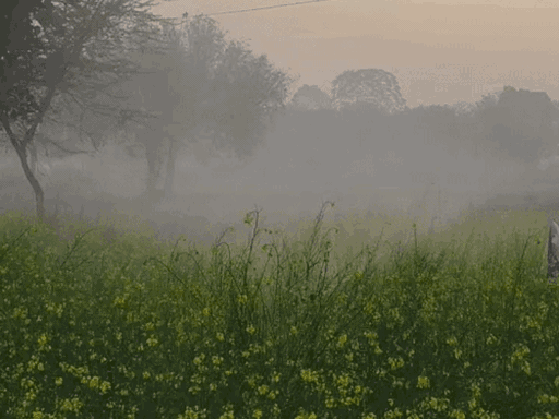 सीकर में गुरुवार सुबह घना कोहरा छाया रहा।