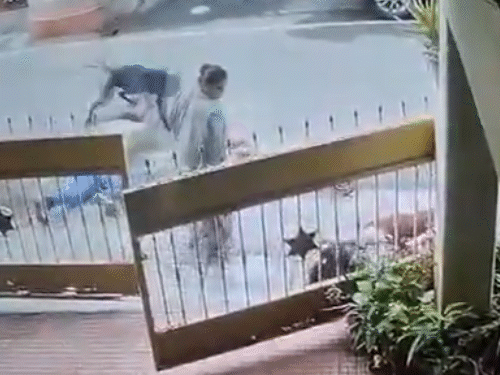 કૂતરાએ તે યુવક પર ઝપટ મારી અને તેને પણ ખરાબ રીતે કરડ્યો.