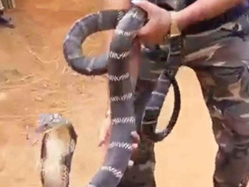 यूट्यूबर आकाश जाधव को महासमुंद पुलिस ने गांजा तस्करी मामले में पकड़ा है। - Dainik Bhaskar