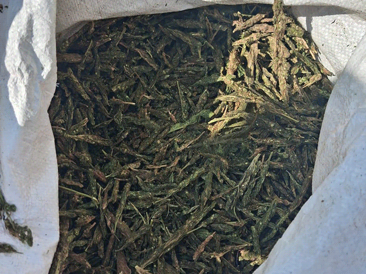 महासमुंद पुलिस ने एम्बुलेंस से 2.60 करोड़ का गांजा जब्त किया है।