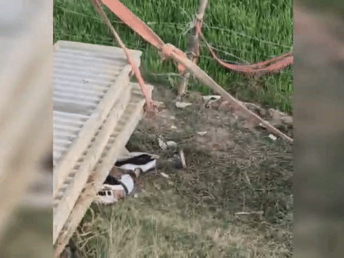 नीचे गिरते ही तीनों स्लैब भी फैजान के ऊपर गिर पड़ी।