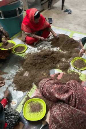 मोरिंगा और तुलसी को सुखाकर साफ करतीं महिलाएं।