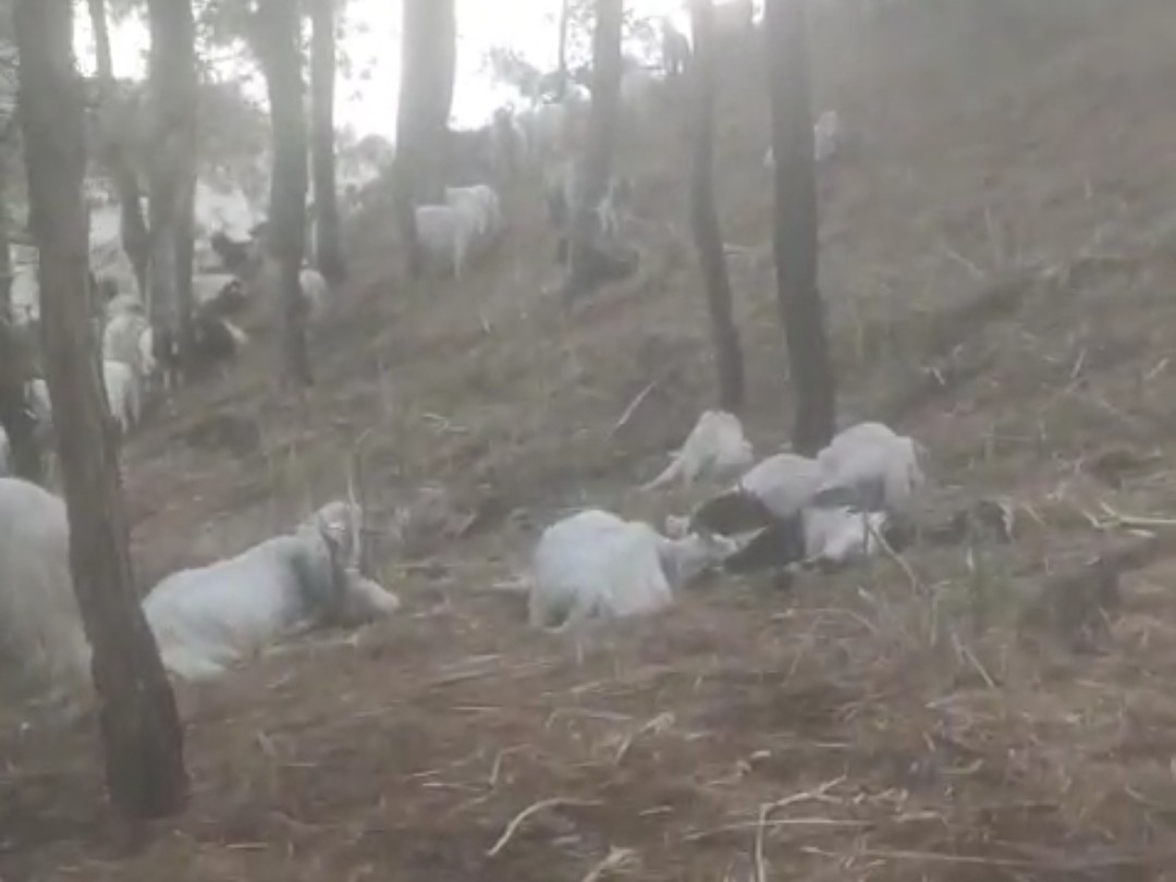 जंगल में पड़ी भेड़ ब​करियां - Dainik Bhaskar