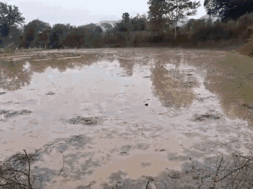 किसानें के खेतों में घुसा पानी।